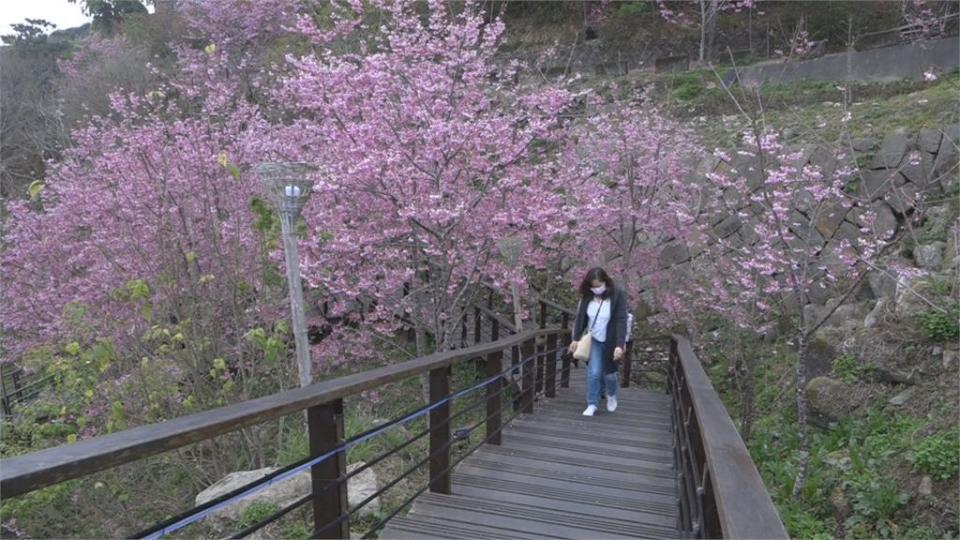 阿里山石棹夜間賞櫻美翻 今年特別漂亮！翁章梁偕妻賞景