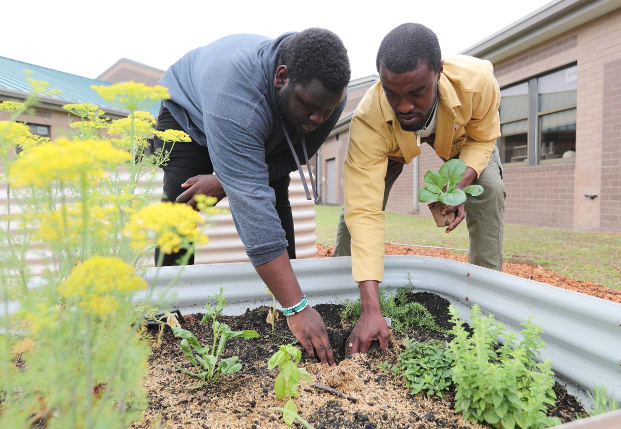 Denzel Hill, a community partner with the Forsyth Farmer's Market, helps Mark Smith plant vegetables in the student garden at Johnson High School on Thursday, April 11, 2024.