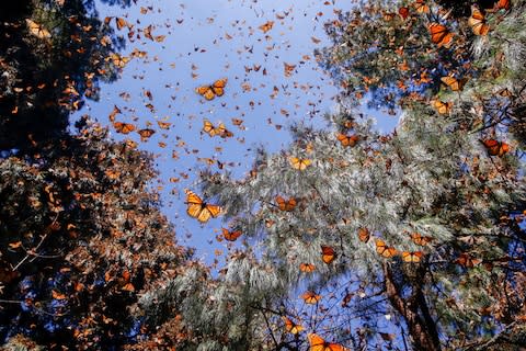 Monarch butterflies move from Canada to Mexico each winter - Credit: getty