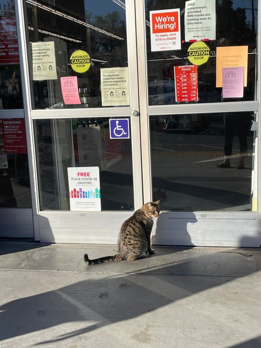 Susan Thrash-Kinsey took this pic of Healdsburg's famous CVS cat "patiently waiting for CVS to open at 9." (Photo courtesy of Susan Thrash-Kinsey)