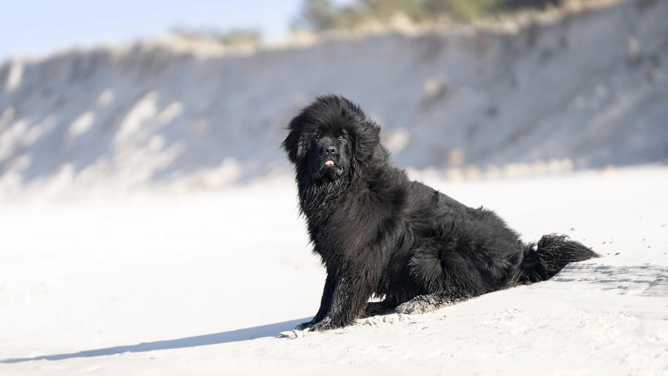 Newfoundland sitting on a beach