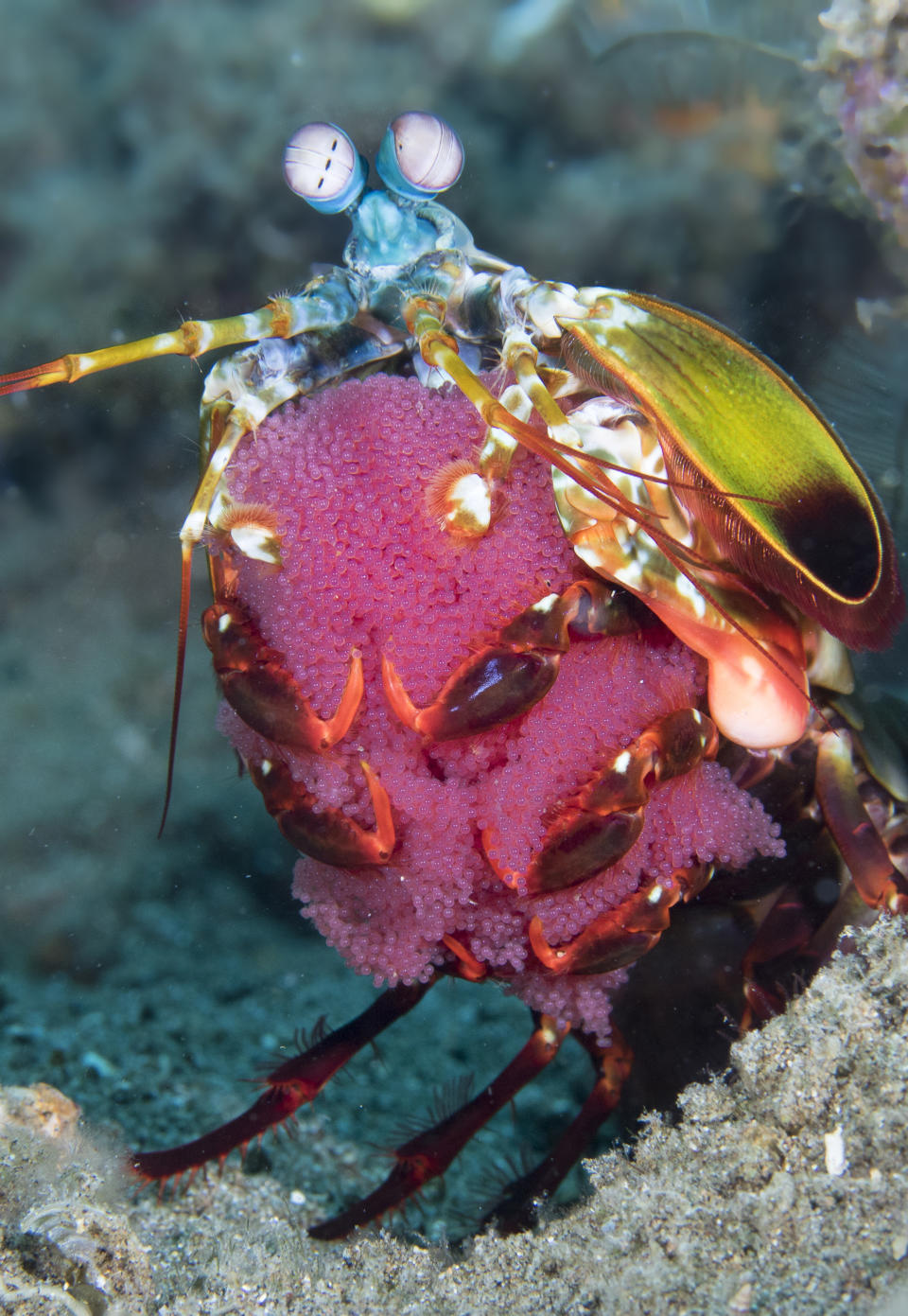 Peacock mantis shrimp with fertilized eggs