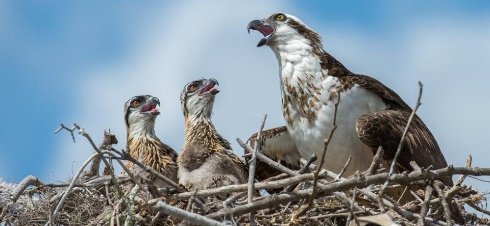 Osprey with two chicks