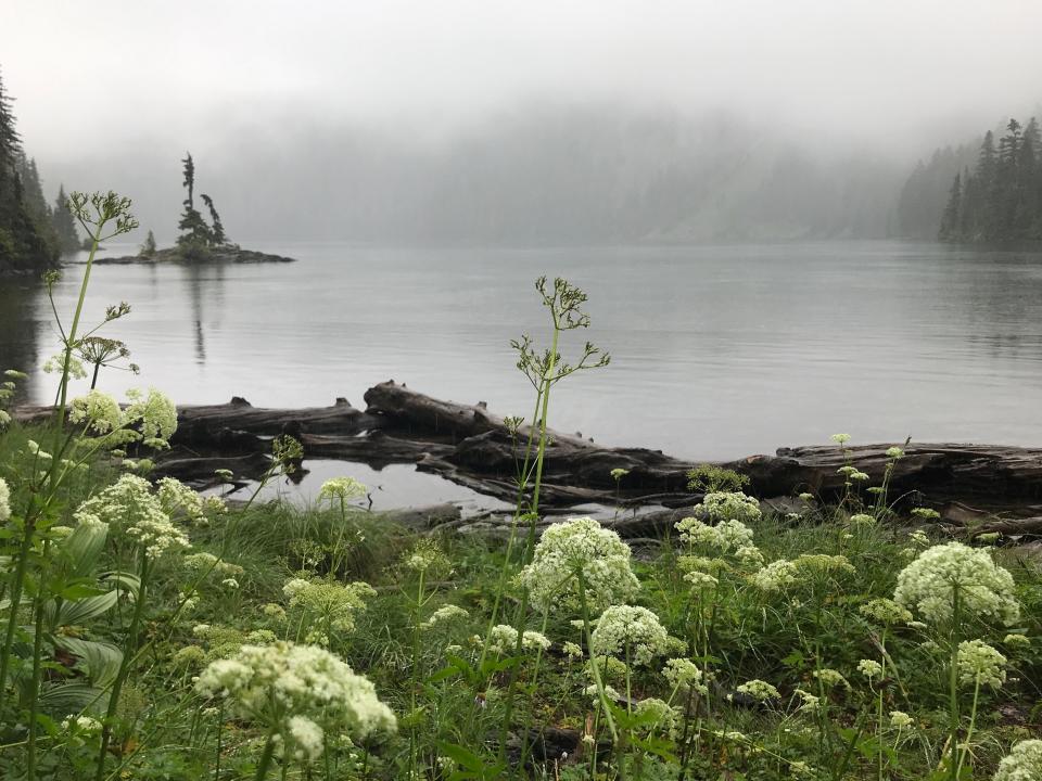 Gray’s lovage blooms around Mowich Lake and other parts of Mount Rainier National Park.