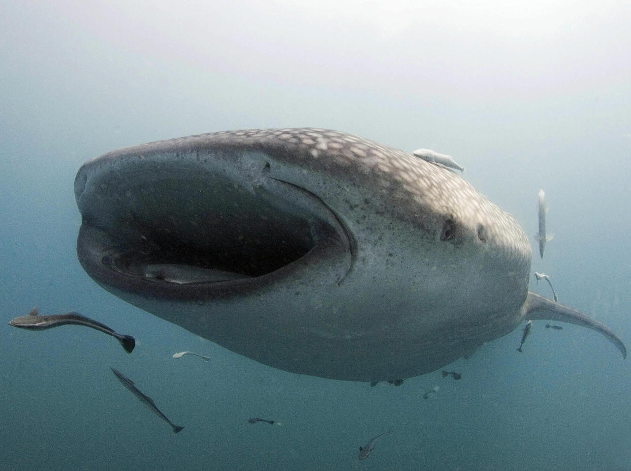 Filter feeders like this six-metre whale shark, depend on plankton for food: Getty