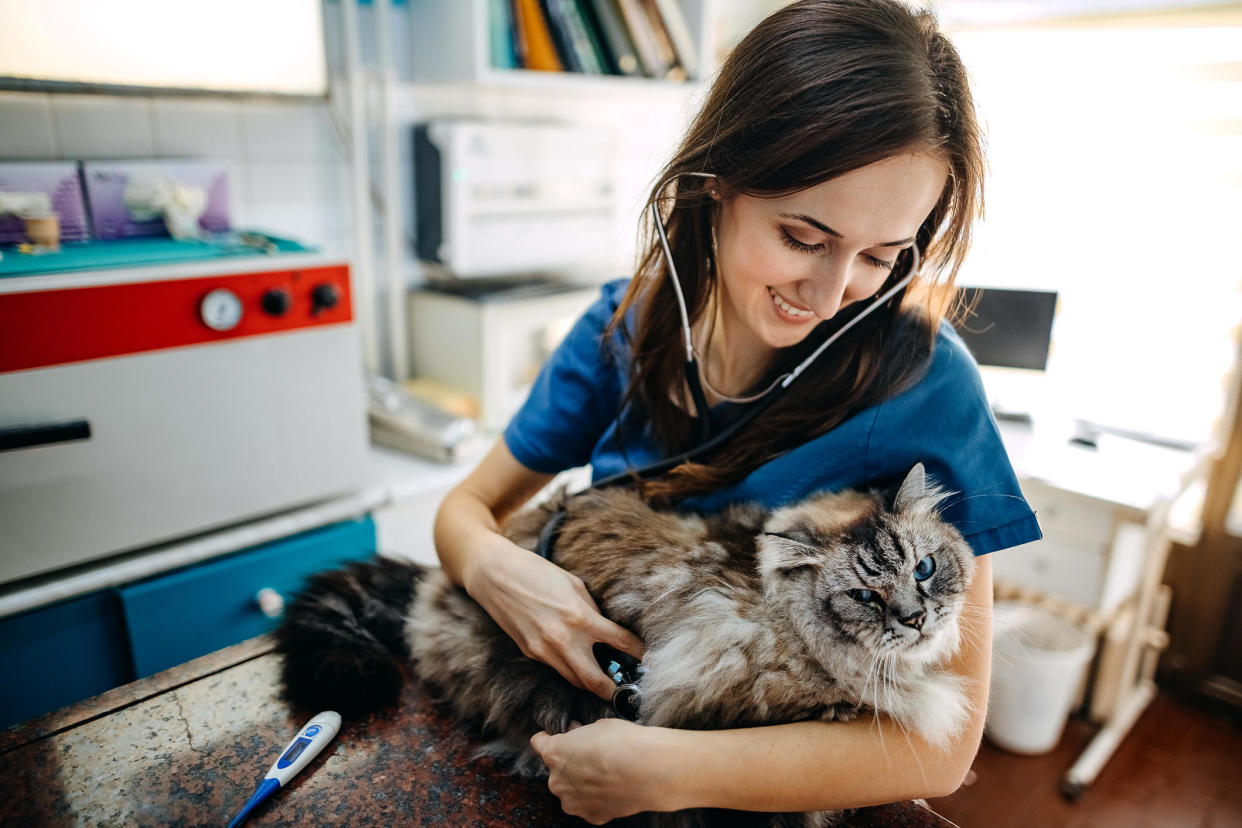 Pet insurance for cats depends on a variety of factors. / Credit: Getty Images