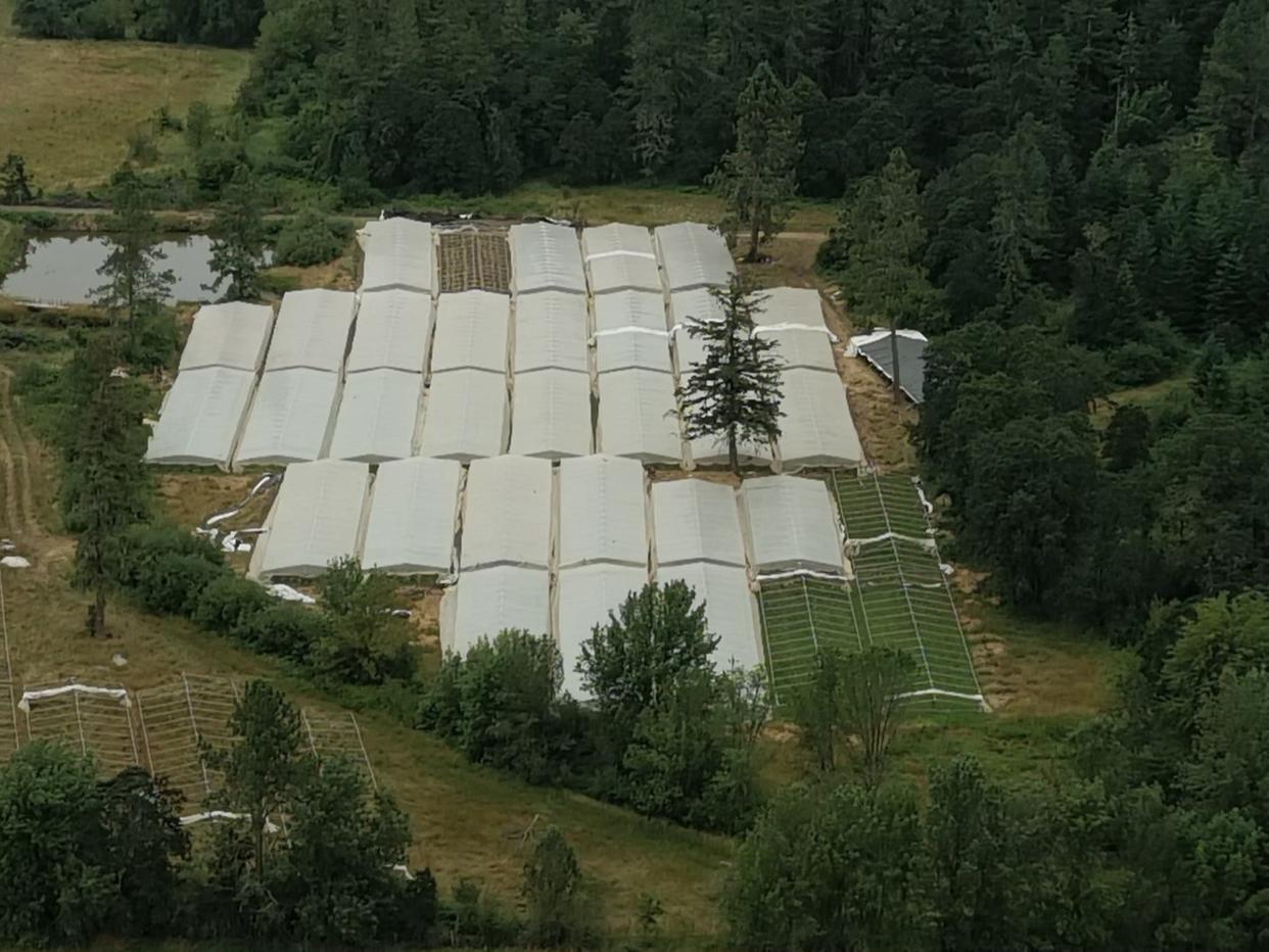 Police seized more than 8,700 plants from a suspected illegal grow operation west of Junction City on Wednesday.