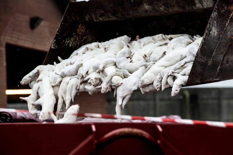 Mink carcasses are disposed of at a farm due to novel coronavirus mutation in Farre