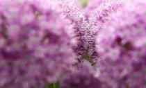 Alium flowers are displayed at the RHS Chelsea Flower Show in London, Britain, May 23, 2017. REUTERS/Neil Hall/Files