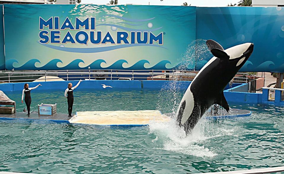 Lolita, the killer whale and the star attraction at Miami Seaquarium for 44 years, on Jan. 31, 2014.