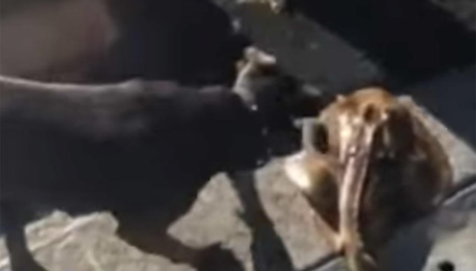 The four-minute Facebook video, which has since been removed, shows a Staffy terrorising the sea creature. Source: Nine News.