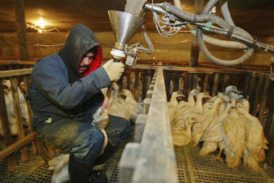 FILE - In this Dec. 9, 2003, file photo, Jorge Vargas uses a funneled pipe to force-feed a measured dose of corn mush to a Moulard duck in its pen at Sonoma Foie Gras in Farmington, Calif. Foie gras is back on the menu in California after a judge ruled the rich dish can't be prevented from being brought in from out of state. California's ban on the delicacy, the fattened liver of a duck or goose, was challenged by out-of-state producers. An appeals court upheld the ban, but on Tuesday, July 14, 2020, a judge ruled for the plaintiffs, including farmers in Canada and New York. The judge said the sale of foie gras doesn't violate the law if the seller is located outside of California and the product is given to a third-party delivery service and brought into the state. (AP Photo/Eric Risberg, File)