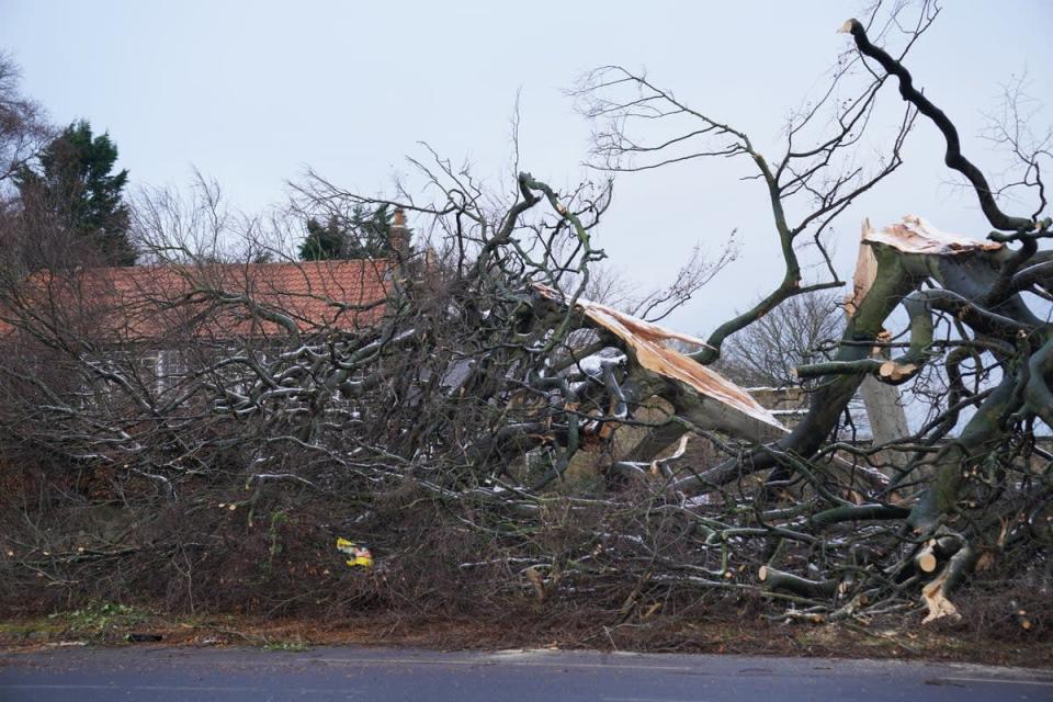 A tree brought down by Storm Arwen in November 2021 (Owen Humphreys/PA) (PA Archive)