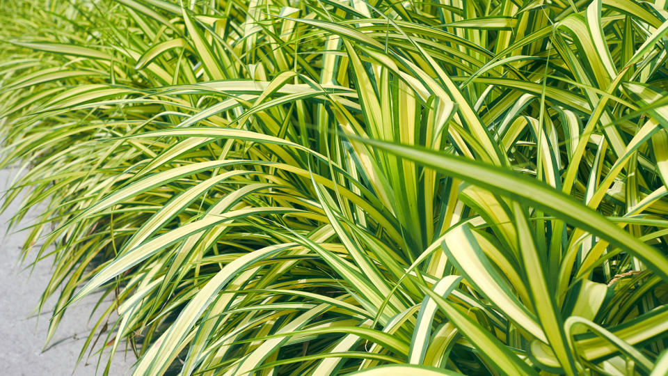 Carex grass used at the edge of a flower bed