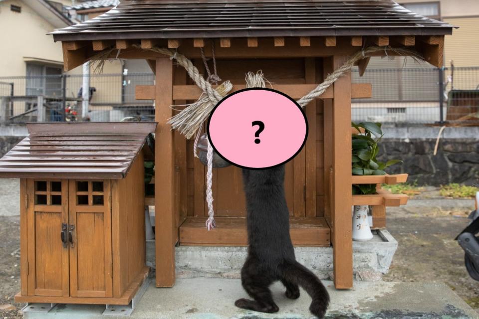 ▲日本一隻黑貓在小神社「忙打掃」！（圖／twitter帳號okirakuoki）