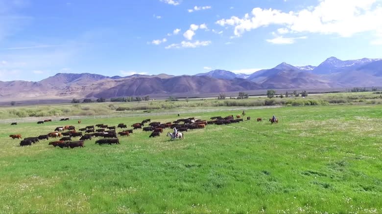 Alderspring cattle on the ranch