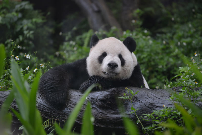 動物園宣布，熊貓「團團」今（19）日在睡夢中沉睡離世，網友哭一片默哀：「再見了童年。」（圖片來源：中央社）