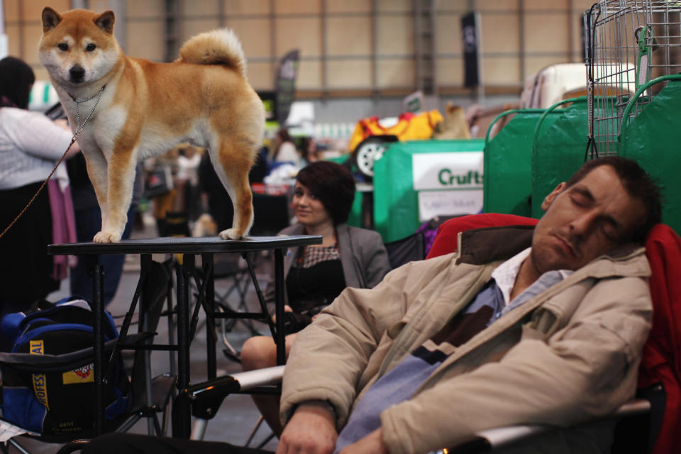 BIRMINGHAM, ENGLAND - MARCH 08: A 'Japanese Shiba Inu' stands on a grooming table beside a man sleeping on day one of Crufts at the Birmingham NEC Arena on March 8, 2012 in Birmingham, England. During the annual four-day competition nearly 22,000 dogs and their owners will compete in a variety of categories, ultimately seeking the coveted prize of 'Best In Show'. (Photo by Dan Kitwood/Getty Images)