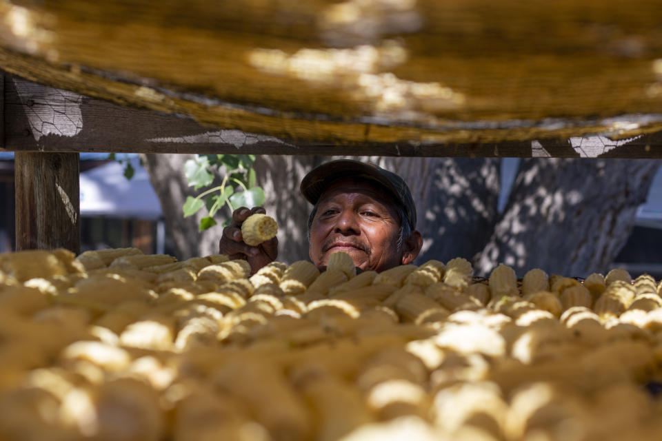 Eugene “Hutch” Naranjo places corn to dry at his home in Ohkay Owingeh, formerly named San Juan Pueblo, in northern New Mexico, Sunday, Aug. 21, 2022. Friends and relatives of the Naranjos gather every year to make chicos, dried kernels used in stews and puddings, from corn grown in neighboring Santa Clara Pueblo. (AP Photo/Andres Leighton)