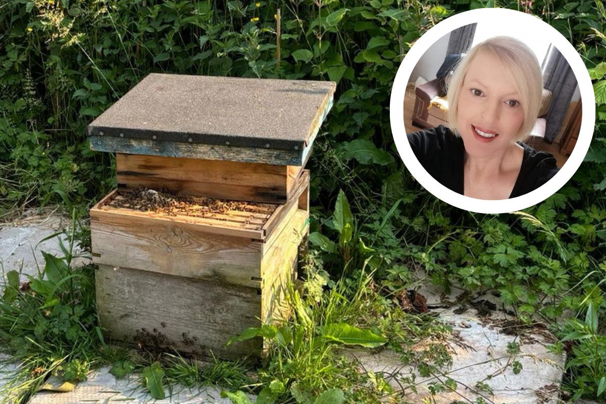 The beehive at Forgeside RFC's community gardens have been vandalised, much to the upset of head apiarist Jayne Ball and her team <i>(Image: Paul Williams)</i>