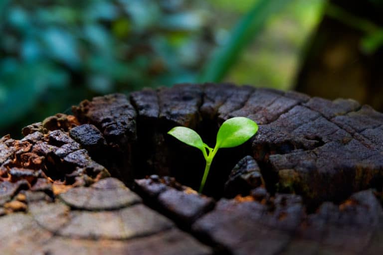 Plant growing through of trunk of tree stump