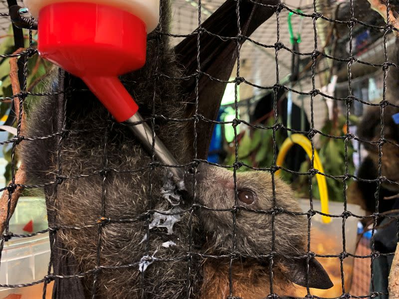 A juvenile grey-headed flying fox drinks from a milk dispenser in a care centre set up at a home in Bomaderry