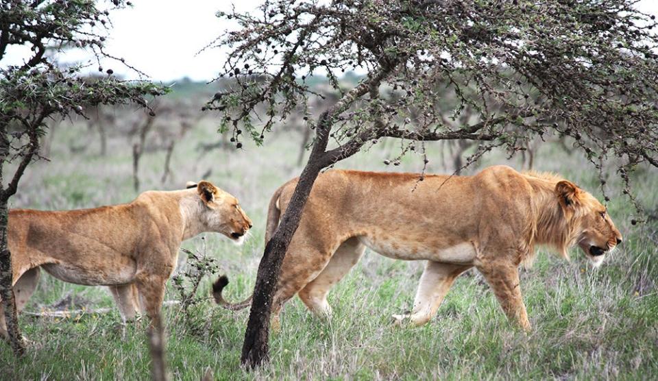 Young female (L) and male lions stalk prey within a “pristine” (uninvaded) savanna. The whistling-thorn trees in the foreground provide cover used by lions to stalk and ambush plains zebra.