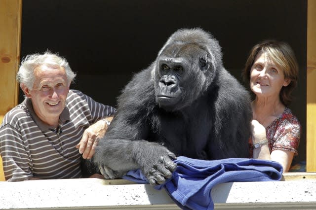 Couple live with gorilla for 18 years