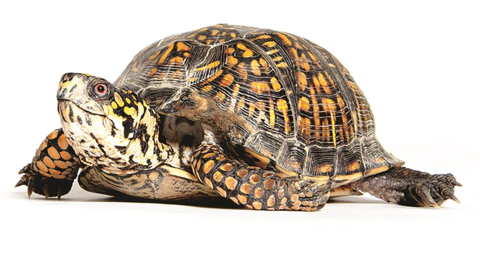 Every reptile species has special care requirements. Pictured is a box turtle.