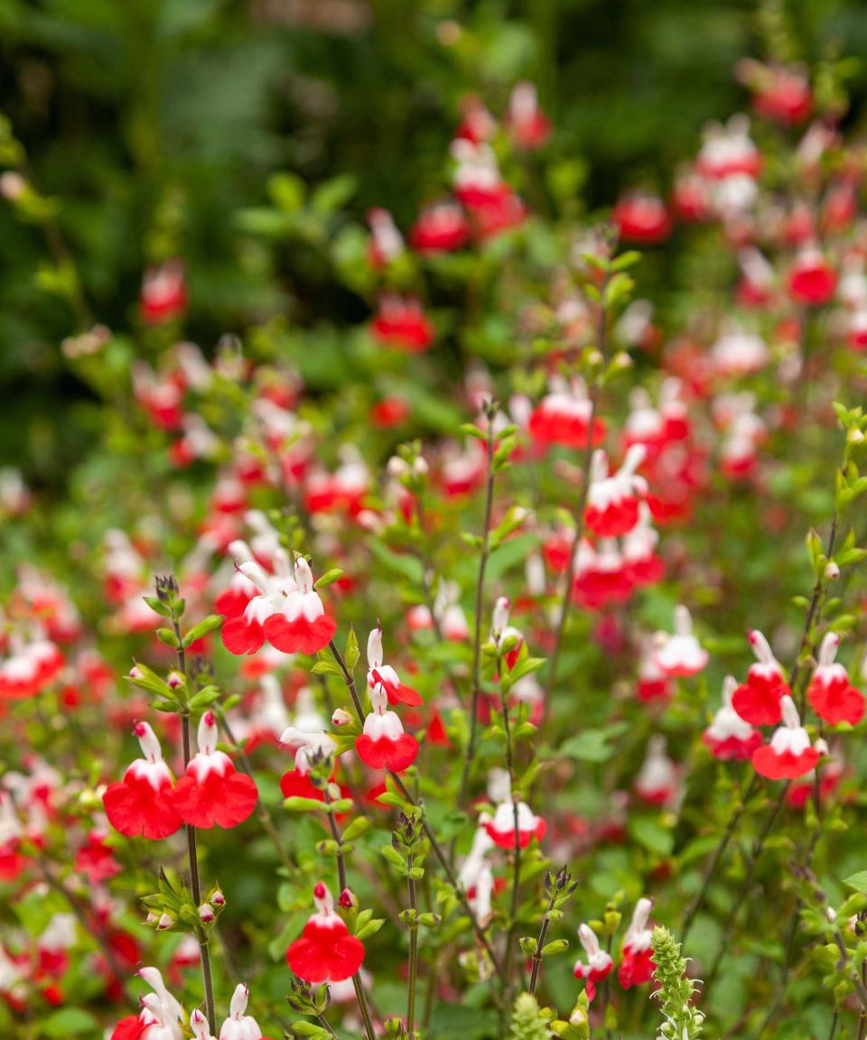 6. Salvias