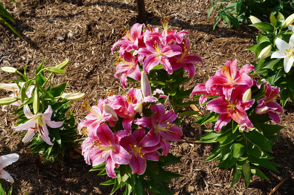 Asiatic lily blooms at Secrest Arboretum in Wooster.