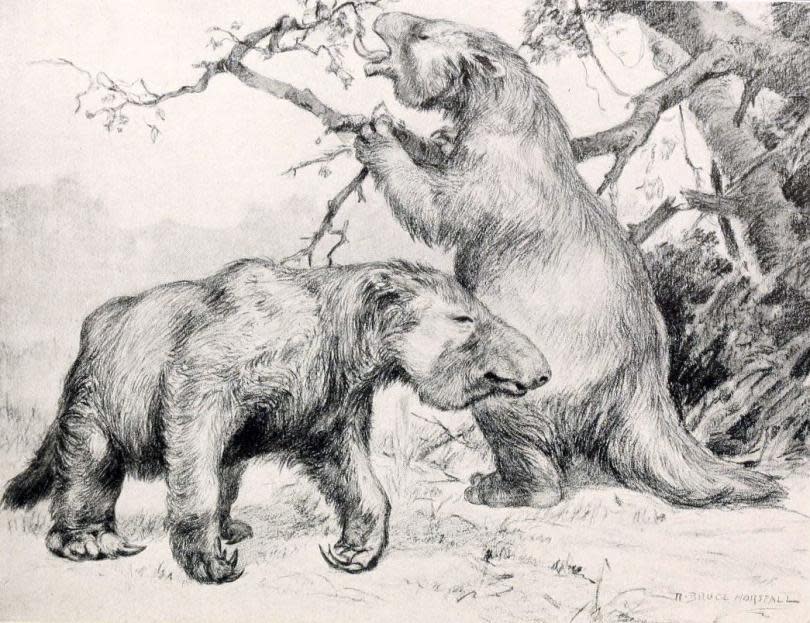 Megatherium_americanum