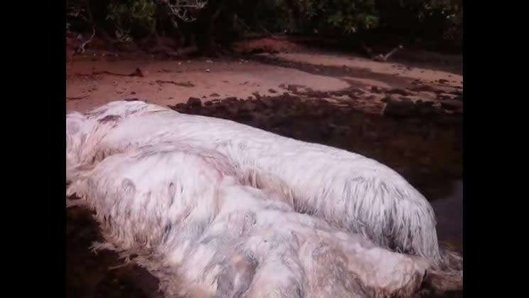 A mysterious white blob has become the latest 'creature' to wash up after the Philippines earthquake