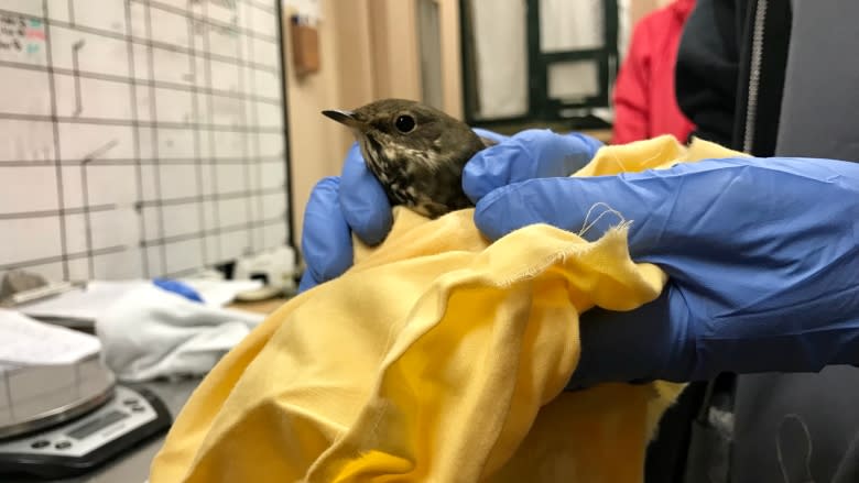 More birds are flying into windows in Metro Vancouver, wildlife rescue says