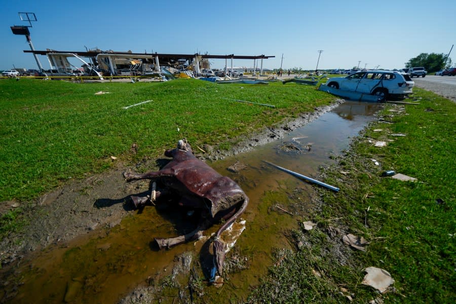 A decorative bull lies in a ditch along with a vehicle the morning after a tornado rolled through, Sunday, May 26, 2024, in Valley View, Texas. Powerful storms left a wide trail of destruction Sunday across Texas, Oklahoma and Arkansas after obliterating homes and destroying a truck stop where drivers took shelter during the latest deadly weather to strike the central U.S. (AP Photo/Julio Cortez)