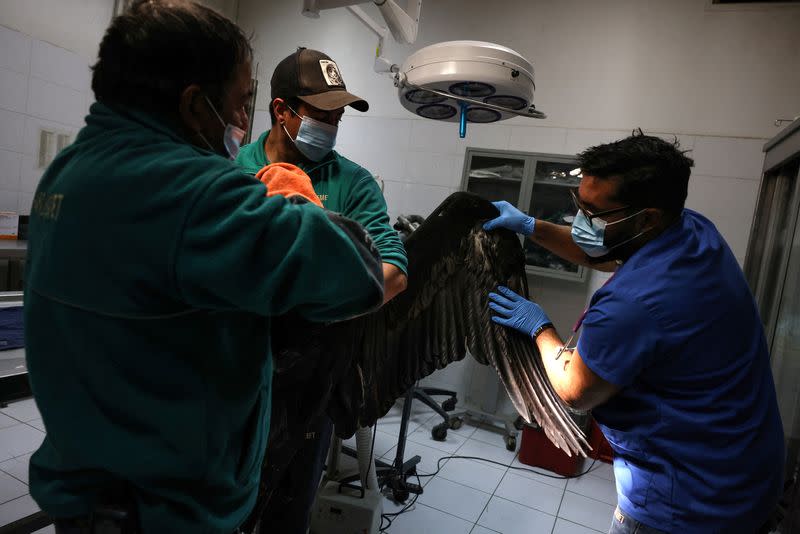 Cóndor andino en rehabilitación en Chile evidencia desafíos geográficos para su conservación