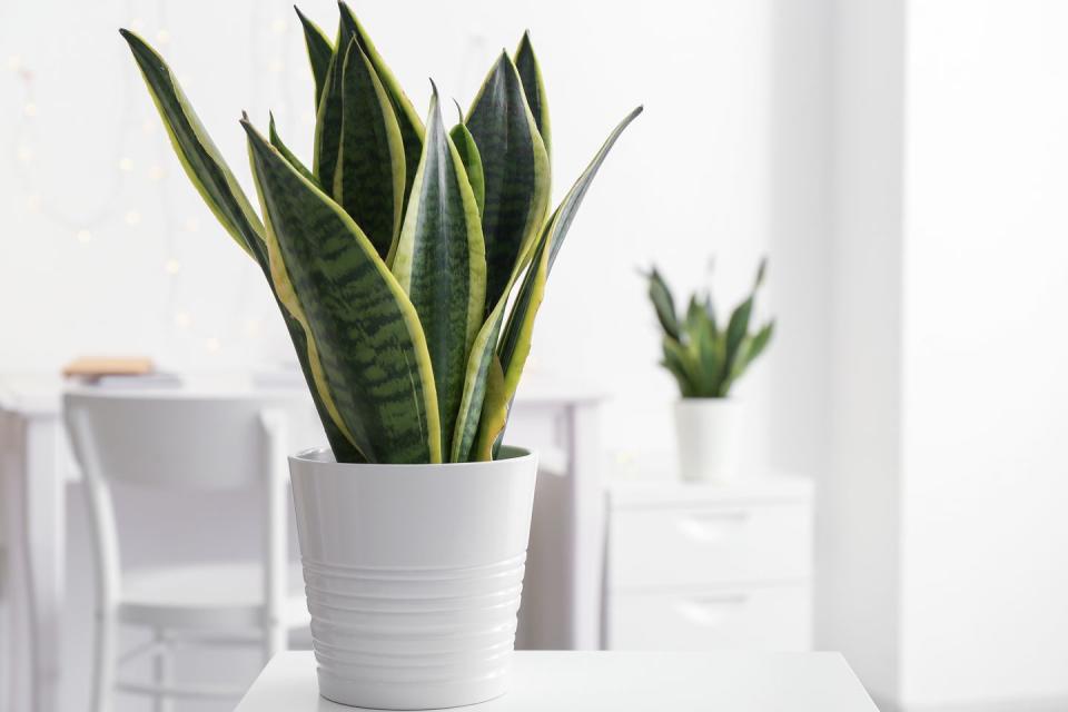 2) Snake Plant