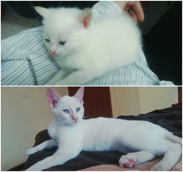 a white kitten; the kitten grown up