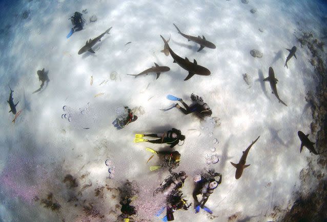 It's believed the sharks were Carribbean reef sharks. Source: Caters