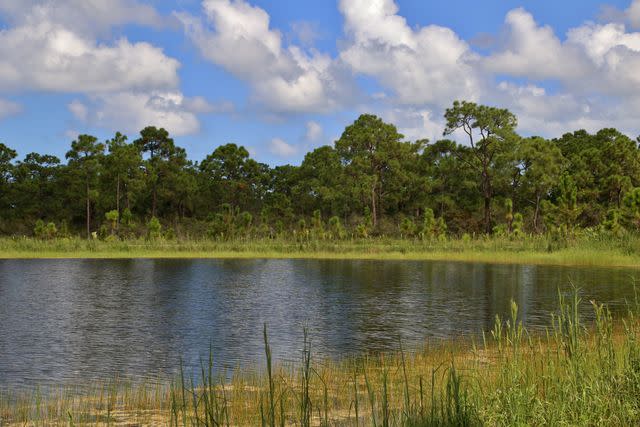 <p>Getty</p> Stock image of a wetland area