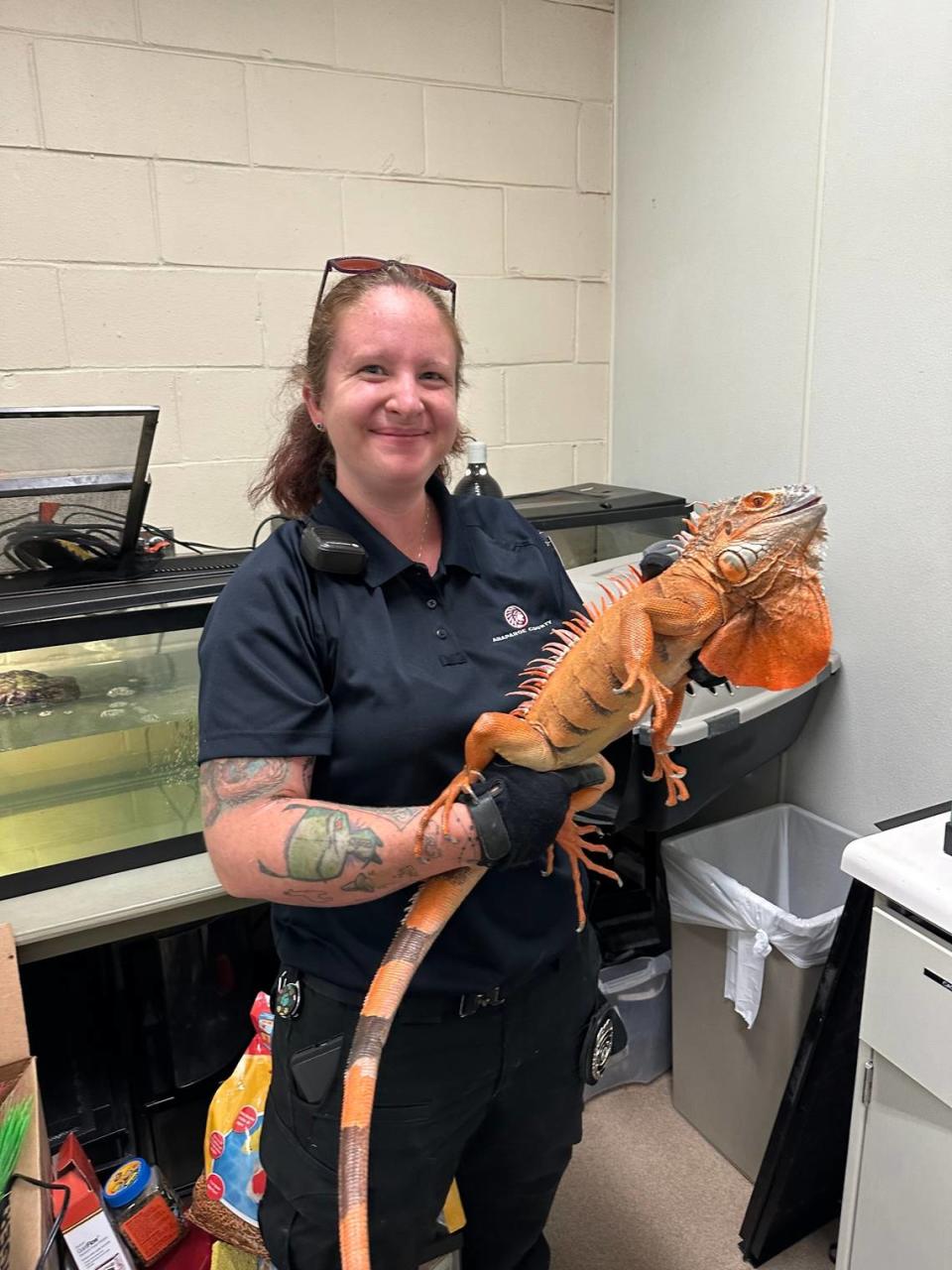 Animal control officer Cori Wylde holds a 3-foot-long, 10-pound orange iguana  rescued from Cherry Creek State Park near Denver.
