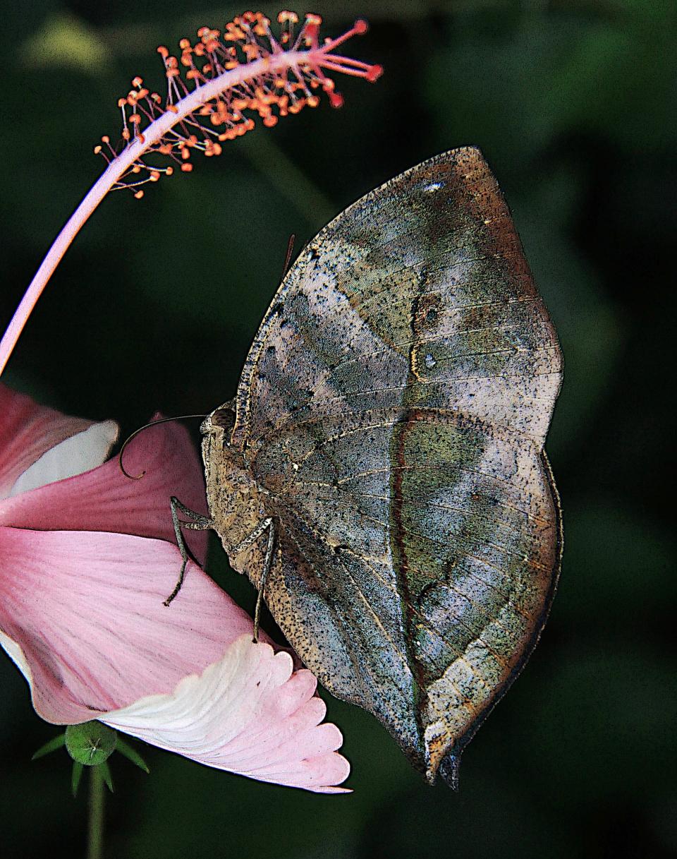 The World Up Close – Steve Halliday, County Durham: 'Steve's beautiful image of a butterfly could be mistaken for an intricate leaf. The judges were blown away by the attention to detail - a superb image.' (Steve Halliday/Amateur Photographer)