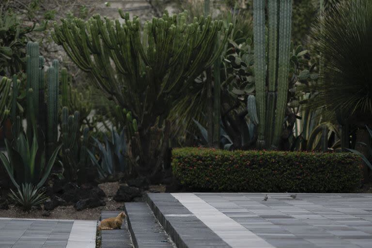 Uno de los gatos del palacio presidencial mexicano que tiene asegurado cuidados y alimentos de por vida (AP Photo/Eduardo Verdugo)