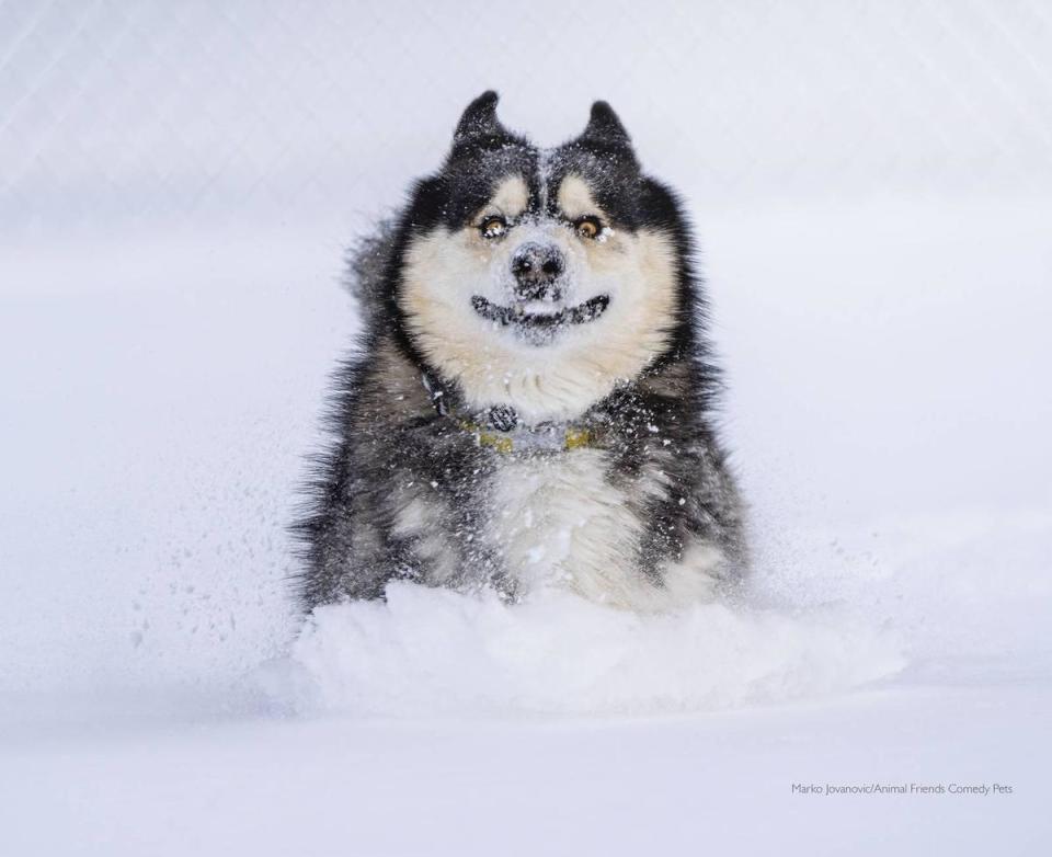 英國2022「搞笑寵物攝影獎」觀眾票選獎由《Dashing through the snow》拿下。（翻攝自Comedy Pet Photography Awards網站）