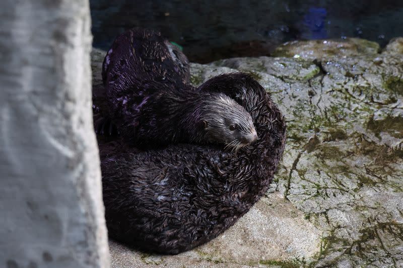 Sea Otters at the Aquarium of the Pacific, in Long Beach