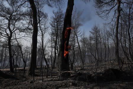 The trunk of a tree burns following a wildfire near the village of Stavros on the island of Evia