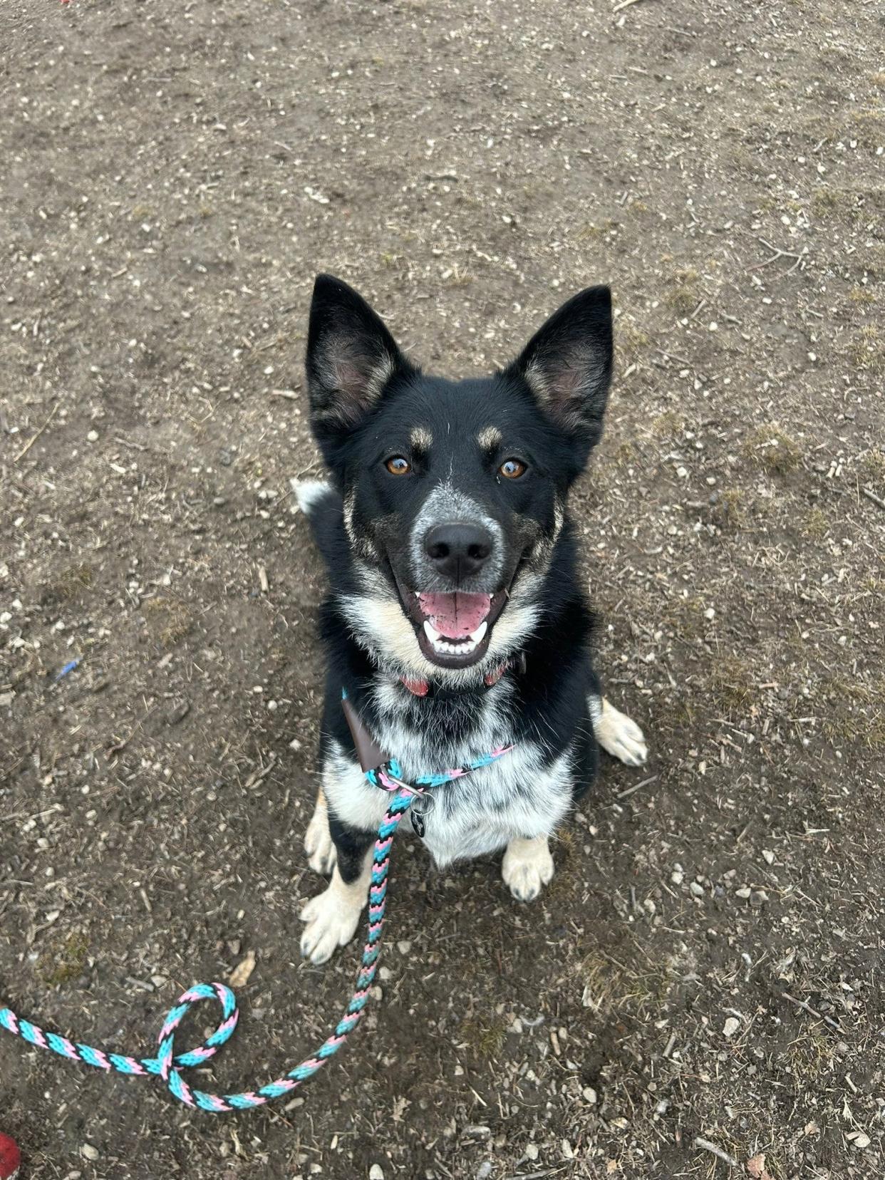 Sadie, 1, is an Australian Cattle Dog/Siberian Husky available for adoption at Kentucky Humane Society