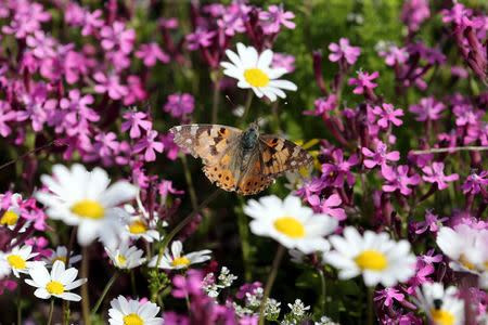 A painted lady butterfly sits on a flower in a field at the village of Mrouj, Lebanon April 13, 2019. REUTERS/Mohamed Azakir