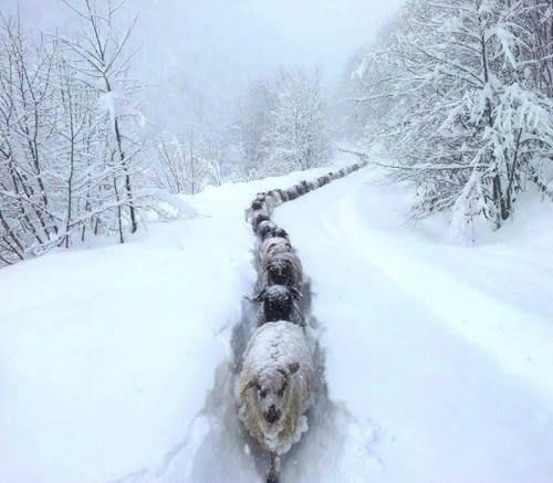 <p>Uund im Gleichschritt marsch! Kälte- und schneebedingt ist aus dieser Schafherde mal eben eine „Schafschlange“ geworden. (Bild: <a rel="nofollow noopener" href="http://www.thisisphotobomb.com" target="_blank" data-ylk="slk:www.thisisphotobomb.com;elm:context_link;itc:0;sec:content-canvas" class="link ">www.thisisphotobomb.com</a>) </p>