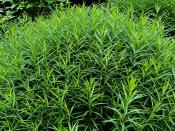 <p>Tarragon has pretty, wispy leaves and a strong scent. It has a slight licorice flavor and is best used in French dishes, particularly with chicken, fish, and eggs.</p><p><a class="link " href="https://go.redirectingat.com?id=74968X1596630&url=https%3A%2F%2Fwww.burpee.com%2Ftarragon-french-prod099743.html&sref=https%3A%2F%2Fwww.veranda.com%2Foutdoor-garden%2Fg35122682%2Fperennial-herbs%2F" rel="nofollow noopener" target="_blank" data-ylk="slk:SHOP TARRAGON PLANTS;elm:context_link;itc:0;sec:content-canvas">SHOP TARRAGON PLANTS</a></p>